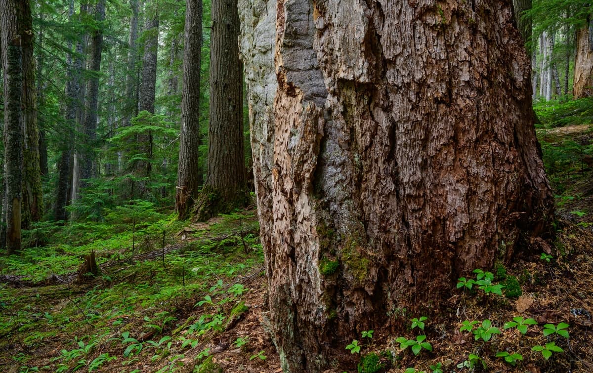 A sustainably managed Douglas Fir forest